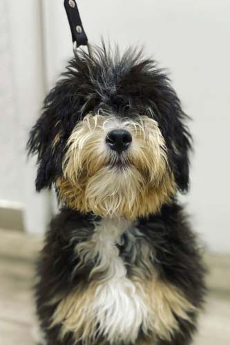 Pet Spay and Neuter in Orlando, FL | Downtown Pet Hospital