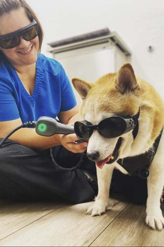 Veterinary Laser Therapy in Orlando, FL | Downtown Pet Hospital