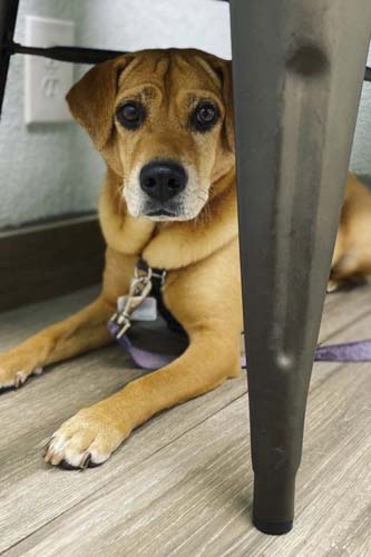 Pet Microchipping in Orlando, FL | Downtown Pet Hospital