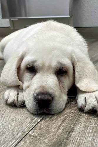 Pet Spay and Neuter in Orlando, FL | Downtown Pet Hospital